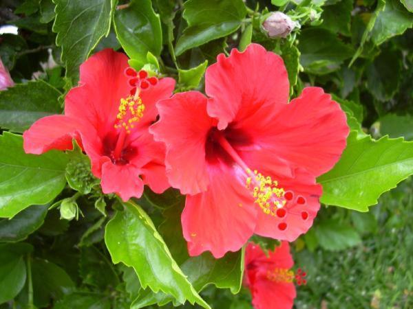 Hibiscus Marausa Exterior photo